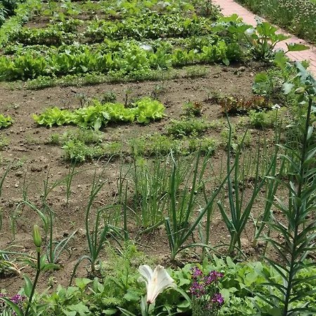 Alojamento de Turismo Rural Pszczelarnia Dom Pracy Twórczej *