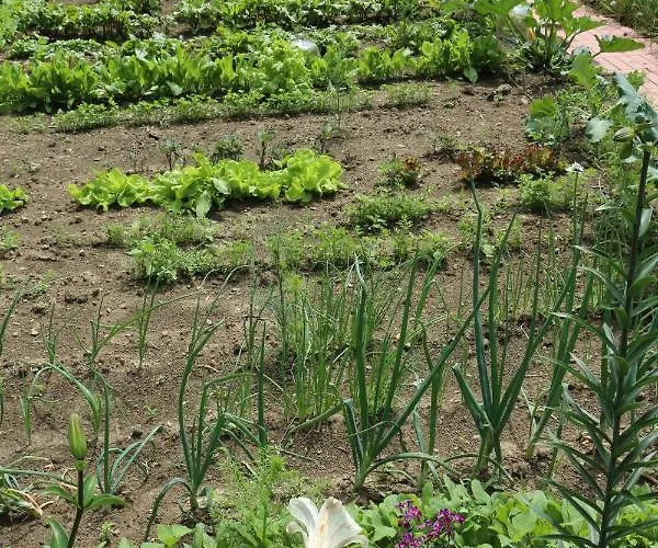 팜스테이 Pszczelarnia Dom Pracy Tworczej *